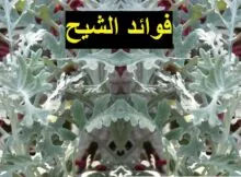 فوائد الشيح للجسم
